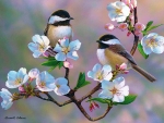 Chickadees