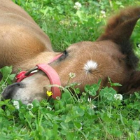 tired foal