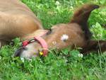 tired foal