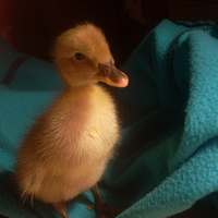 My ducky crouton