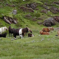herd of ponies