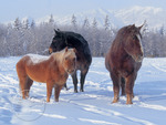 snow ponies