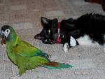 Cat and Bird