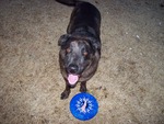 Frisbe Dog