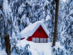 Snow-covered house in forest