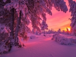 Winter sunset