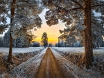 country road in winter