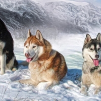 Alaskan Malamutes