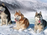 Alaskan Malamutes