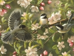 Chickadees