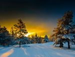 winter forest