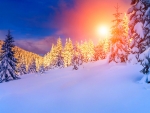 bright sunshine in winter