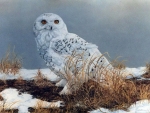 The Snow Owl