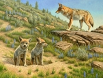 Coyotes