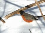 Wintertime Robin