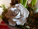 White Rose