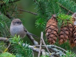American long-tailed tit