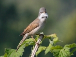 Whitethroat