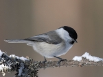 Willow Tit