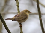 Willow Warbler