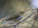 Wood Warbler