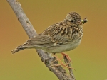 Woodlark