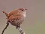 Wren