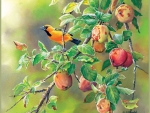 Bird in the apple tree