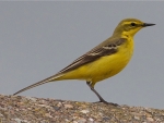 Yellow Wagtail
