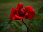 Red rose