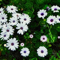 Natures Method CBD Gummies Australia For  Pain Relief! Where To Buy ?