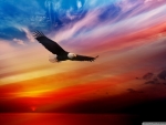 Bald Eagle in Sunset