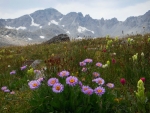 Wildflowers on a smoky day, Colorado