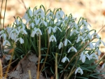 Snowdrops
