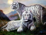 White Tigers in the Grass