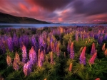 sunset lake Tekapo