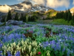 Washington, Mount Rainier