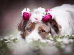 Australian Shepherd