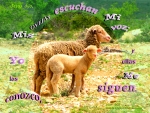 Mis Ovejas Me Siguen
