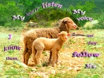 My Sheep Follow Me