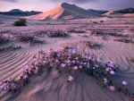 Desert Spring
