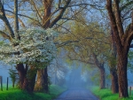 Spring mist