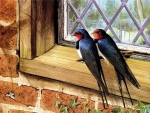 Swallows on the Window