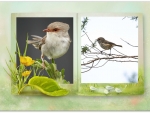 FRAMED BIRDS