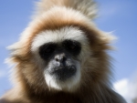 Gibbon