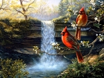 Cardinals on Waterfall