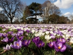 Crocuses