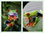 FROG COLLAGE
