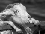 Funny Goat
