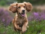 Spaniel Puppy